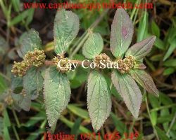 Mua bán cây cỏ sữa uy tín tại Ninh Bình giúp điều trị bệnh ngoài da