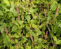 Mua bán cây cỏ xước chất lượng tại Bình Dương trị viêm thận tốt nhất