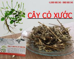 Cây cỏ xước trị bệnh gì