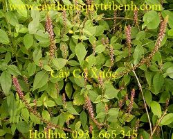Mua bán cây cỏ xước tại Hà Nội chữa trị sốt nóng, sổ mũi tốt nhất