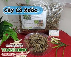 Mua bán cây cỏ xước tại huyện Đan Phượng chữa bệnh gút