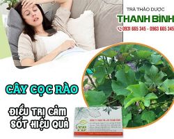 Mua bán cây cọc rào tại quận Hoàng Mai hỗ trợ giúp giảm đau hiệu quả