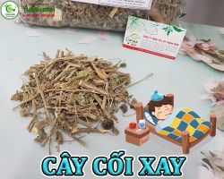 Mua bán cây cối xay tại Gia Lai hỗ trợ điều trị phù thũng hiệu quả