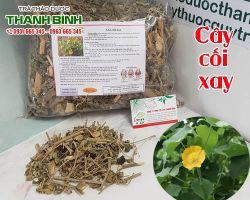 Mua bán cây cối xay tại huyện Ứng Hòa hỗ trợ điều trị đái tháo đường