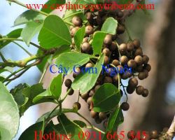 Mua bán cây cơm nguội ở quận Tân Phú điều trị tiêu chảy hiệu quả nhất