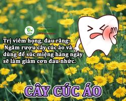 Mua bán cây cúc áo tại Hà Nam giúp điều trị  đau họng, viêm phế quản