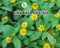 Mua bán cây cúc áo tại quận 6 hỗ trợ giúp giải độc cơ thể tốt nhất