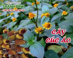 Mua bán cây cúc áo tại quận 7 có tác dụng trị vết thương tụ máu