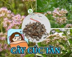 Mua bán cây cúc tần ở huyện Cần Giờ hỗ trợ điều trị ho do viêm khí quản
