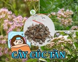 Mua bán cây cúc tần ở huyện Cần Giờ hỗ trợ điều trị ho do viêm khí quản