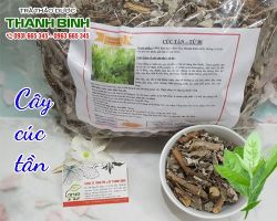 Mua bán cây cúc tần tại huyện Đan Phượng chữa bệnh viêm phế quản