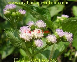 Mua bán cây cứt lợn (cỏ hôi) tại Hà Nội chữa trị viêm xoang tốt nhất
