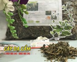 Mua bán cây dạ cẩm ở quận Tân Phú điều trị loét mồm, loét lưỡi