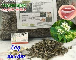 Mua bán cây dạ cẩm tại huyện Ba Vì có tác dụng tiêu viêm