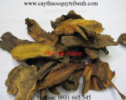 Mua bán cây đại hoàng tại quận 7 có tác dụng chữa trị ăn không tiêu
