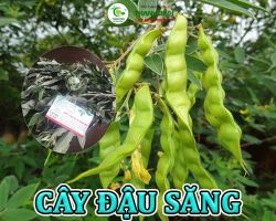 Mua bán cây đậu săng tại Hà Tĩnh giúp điều trị  nhức mỏi gân cốt rất tốt