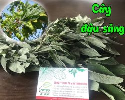 Mua bán cây đậu săng tại huyện Mỹ Đức trị đái tháo đường