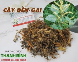 Mua bán cây dền gai tại huyện Ba Vì điều trị kiết lỵ