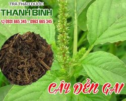 Mua bán cây dền gai tại quận 10 có tác dụng cầm máu