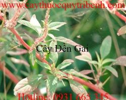 Mua bán cây dền gai uy tín tại Hà Nội giúp thanh nhiệt hiệu quả nhất