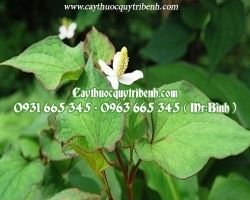 Mua bán cây diếp cá huyện Nhà Bè điều trị sỏi thận, viêm phế quản