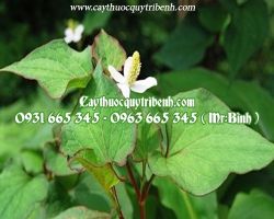 Mua bán cây diếp cá quận Tân Phú giúp điều trị bệnh trĩ hiệu quả nhất