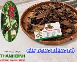 Mua bán cây dong riềng đỏ tại An Giang giúp thanh nhiệt, giải độc cơ thể tốt nhất