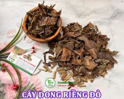 Mua bán cây dong riềng đỏ tại Ninh Bình có công dung hạ huyết áp tốt nhất