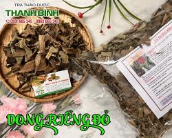 Mua bán cây dong riềng đỏ tại quận 12 có tác dụng chữa rối loạn thần kinh