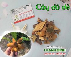 Mua bán cây dũ dẻ tại huyện Gia Lâm hỗ trợ chữa ung thư gan