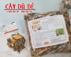Mua bán cây dũ dẻ tại quận 4 chữa trị tiêu chảy