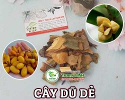 Mua bán cây dũ dẻ tại quận 7 có tác dụng điều trị các tình trạng mẩn ngứa