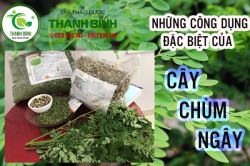 Mua bán cây dừa cạn ở đâu tại Hà Nội uy tín chất lượng nhất ?