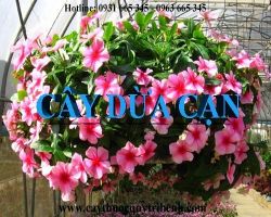 Mua bán cây dừa cạn tại huyện Mê Linh điều trị bệnh tiểu đường tốt nhất