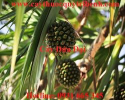 Mua bán cây dứa dại tại Hà Nam chữa chứng viêm tinh hoàn hiệu quả nhất