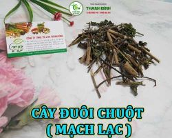 Mua bán cây đuôi chuột ( mạch lạc ) ở quận Bình Thạnh có công dụng cắt giảm cơn đau nhức mỏi