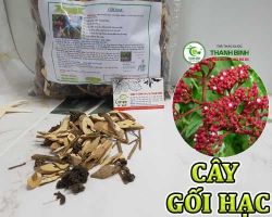 Mua bán cây gối hạc tại An Giang có công dụng giảm đau nhức xương khớp do tê thấp