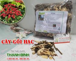 Mua bán cây gối hạc tại huyện Ba Vì có tác dụng điều trị đau bụng kinh