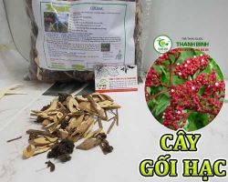 Mua bán cây gối hạc tại Kiên Giang có công dụng hỗ trợ điều trị rong kinh