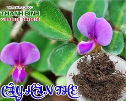 Mua bán cây hàn the tại quận 3 điều trị ho khò khè