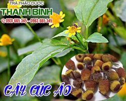 Mua bán cây hoa cúc tại quận 12 điều trị tê thấp, chân tay mỏi