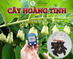 Mua bán cây hoàng tinh ở quận Phú Nhuận giúp điều trị chứng ho ra máu và bổ phế