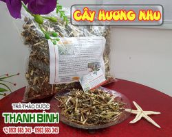 Mua bán cây hương nhu ở huyện Bình Chánh rất tốt trong việc cân bằng huyết áp