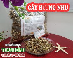 Mua bán cây hương nhu ở quận Tân Bình có tác dụng trị hôi miệng