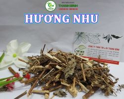 Mua bán cây hương nhu tại Bình Phước giúp điều trị đau bụng, nôn mửa do ăn thức ăn sống