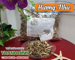 Mua bán cây hương nhu tại quận Hoàn Kiếm chữa đau bụng