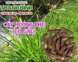 Mua bán cây hương phụ ở quận Tân Phú giúp điều hòa kinh nguyệt