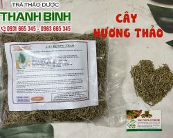 Mua bán cây hương thảo ở đâu chất lượng tại TPHCM?