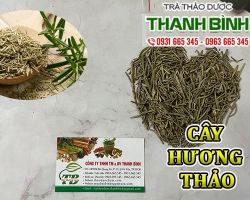 Mua bán cây hương thảo tại Bắc Giang hỗ trợ giảm căng thẳng, giảm stress hiệu quả