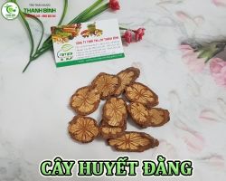 Mua bán cây huyết đằng tại Bình Phước giúp mạnh gân cốt hiệu quả nhất